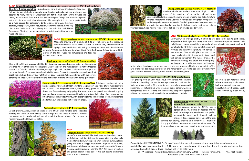 Black Gum Nyssa Sylvatica 1’-2’ 2-Year Seedlings Name Winterberry) and Often Into Early Spring