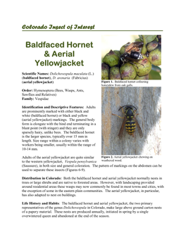 Baldfaced Hornet & Aerial Yellowjacket