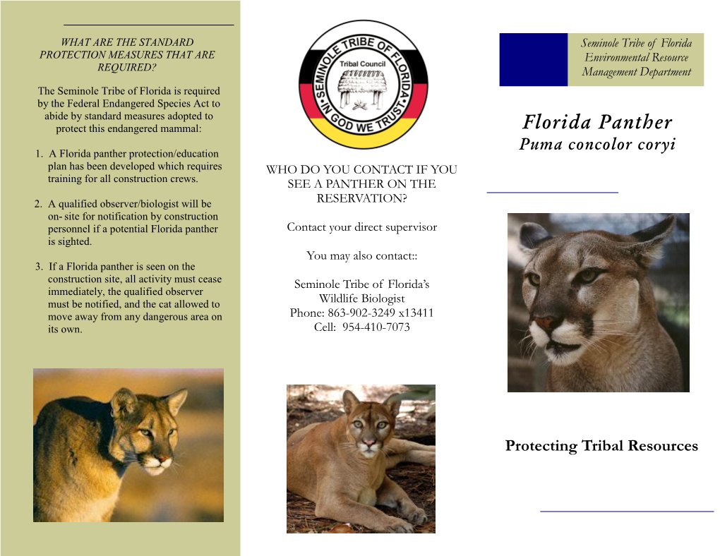 Florida Panther Puma Concolor Coryi 1