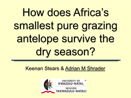 How Does Africa's Smallest Pure Grazing Antelope Survive the Dry