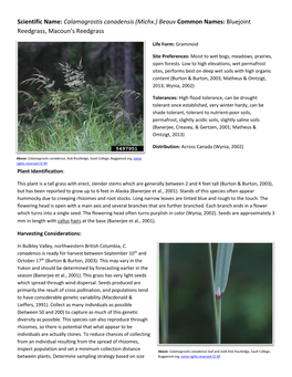 Calamagrostis Canadensis (Michx.) Beauv Common Names: Bluejoint Reedgrass, Macoun’S Reedgrass