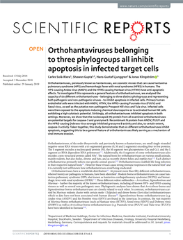 Orthohantaviruses Belonging to Three Phylogroups All Inhibit Apoptosis in Infected Target Cells