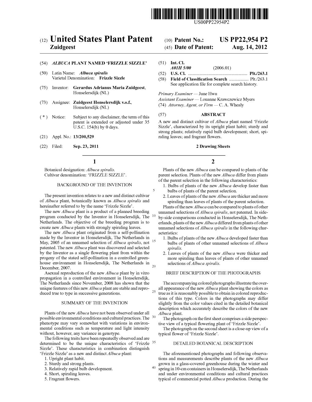 (12) United States Plant Patent (10) Patent No.: US PP22,954 P2 Zuidgeest (45) Date of Patent: Aug