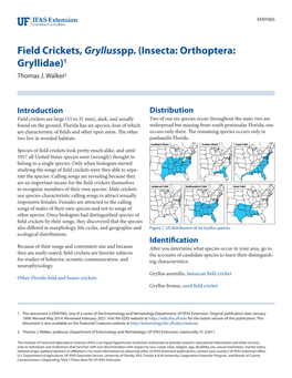 Field Crickets, Gryllus Spp. (Insecta: Orthoptera: Gryllidae)1