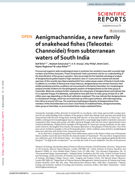 Aenigmachannidae, a New Family of Snakehead Fishes