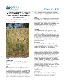 Plant Guide for Mammoth Wildrye (Leymus Racemosus)