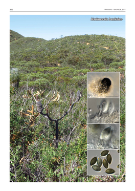 Harknessia Banksiae Fungal Planet Description Sheets 307