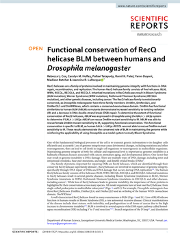 Functional Conservation of Recq Helicase BLM Between Humans and Drosophila Melanogaster Rebecca L