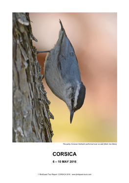 Corsican Nuthatch Performed Ever So Well (Mark Van Beirs)