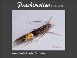 Prachtmotten 01-06-2021