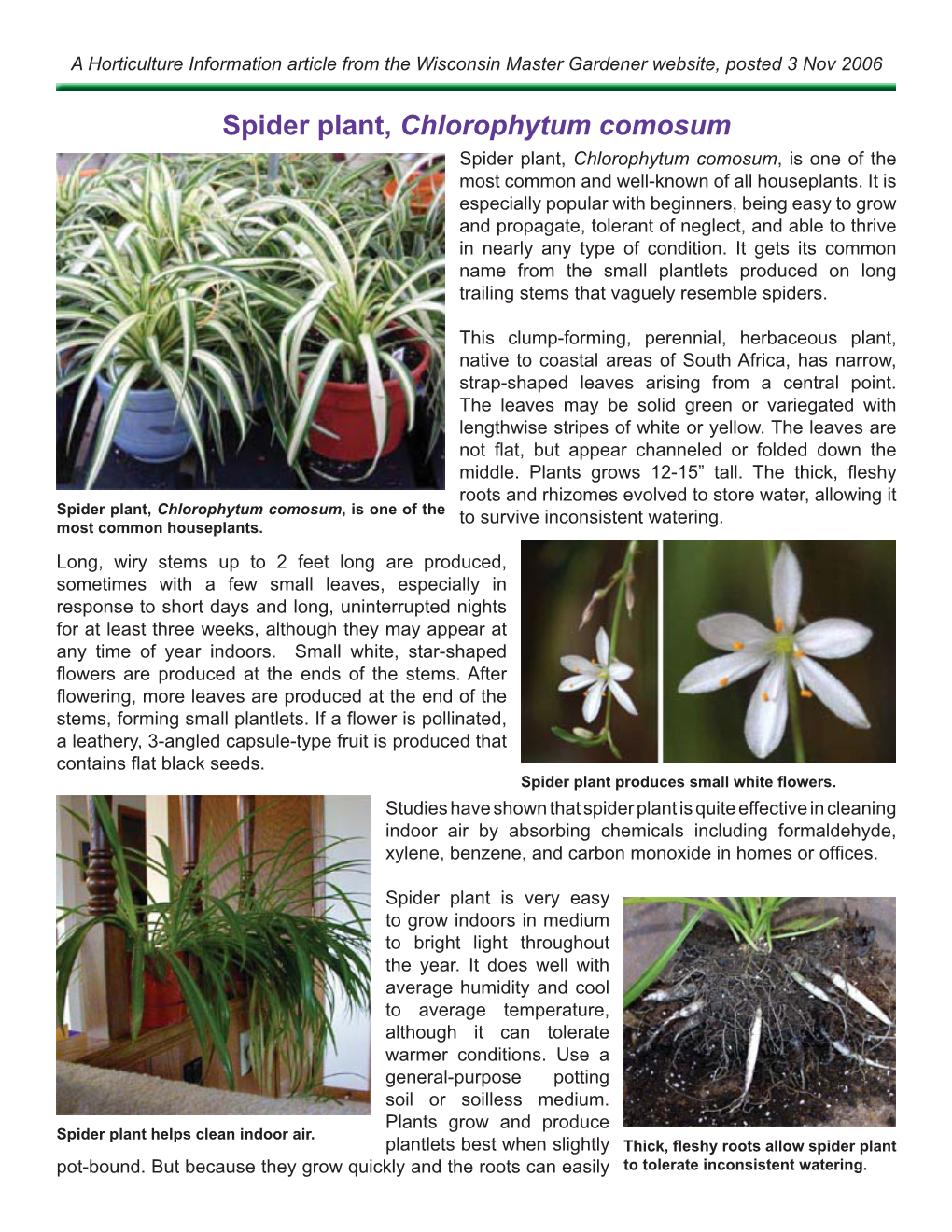 Spider Plant, Chlorophytum Comosum Spider Plant, Chlorophytum Comosum ...