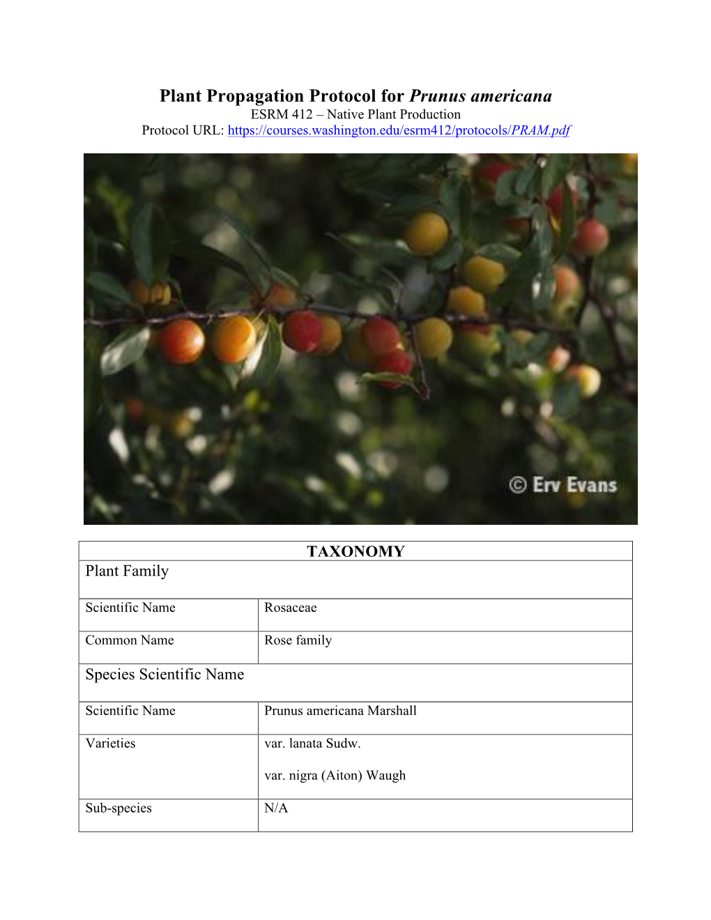 Plant Propagation Protocol for Prunus Americana ESRM 412 – Native Plant Production Protocol URL