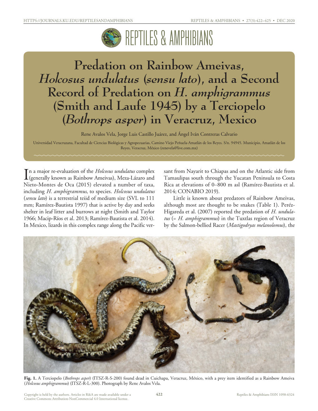 Bothrops Asper) (ITSZ-R-S-200) Found Dead in Cuichapa, Veracruz, México, with a Prey Item Identified As a Rainbow Ameiva (Holcosus Amphigrammus) (ITSZ-R-L-300)