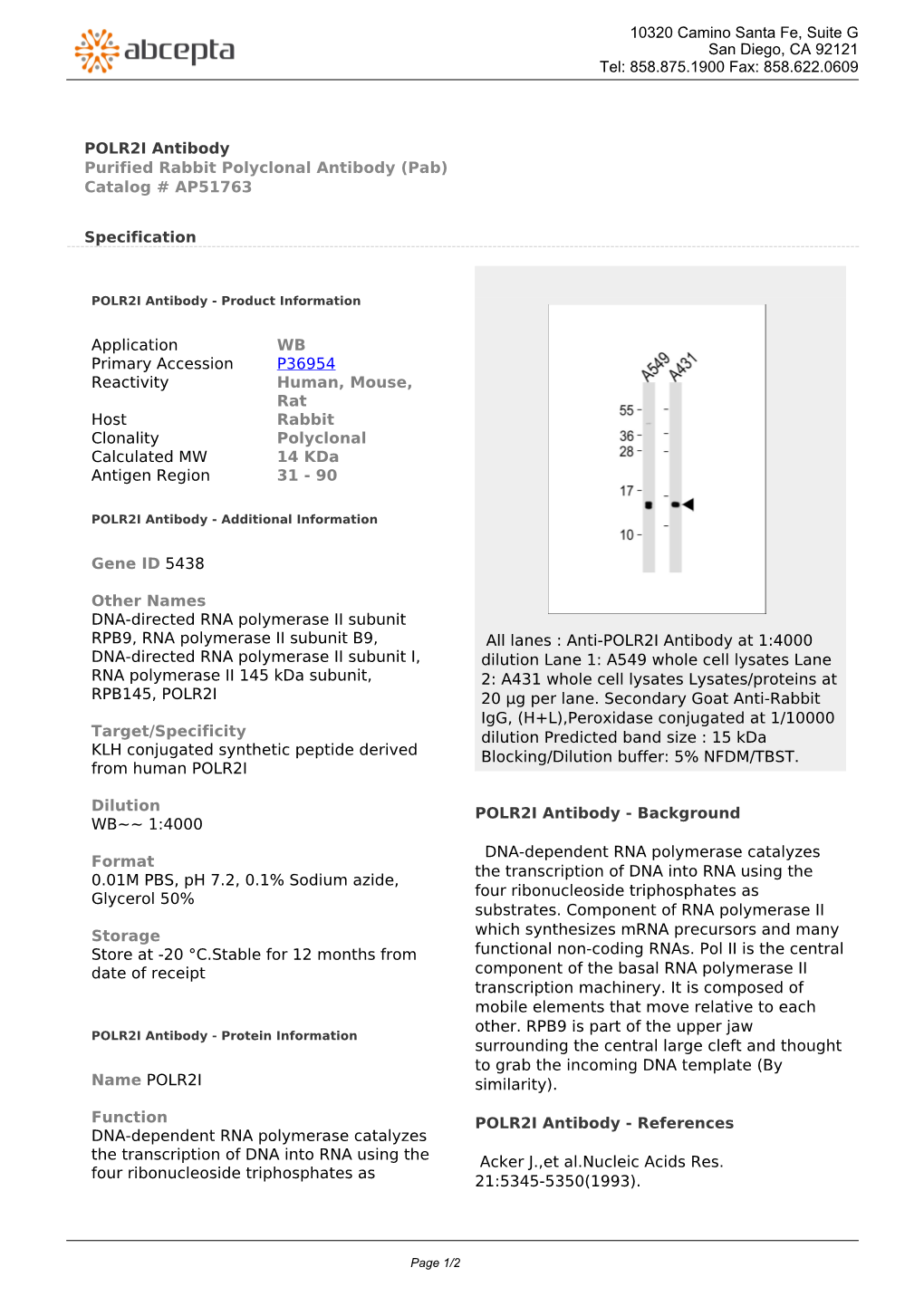 POLR2I Antibody Purified Rabbit Polyclonal Antibody (Pab) Catalog # AP51763