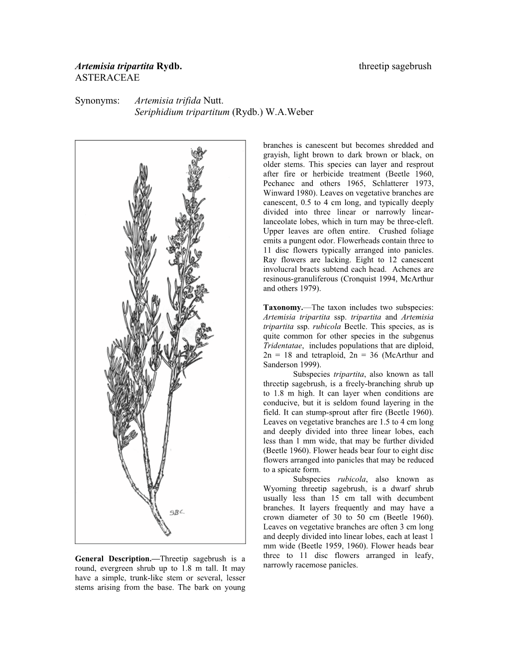 Artemisia Tripartita Rydb. Threetip Sagebrush ASTERACEAE