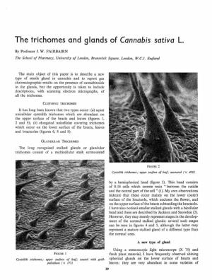 The Trichomes and Glands of Cannabis Sativa L