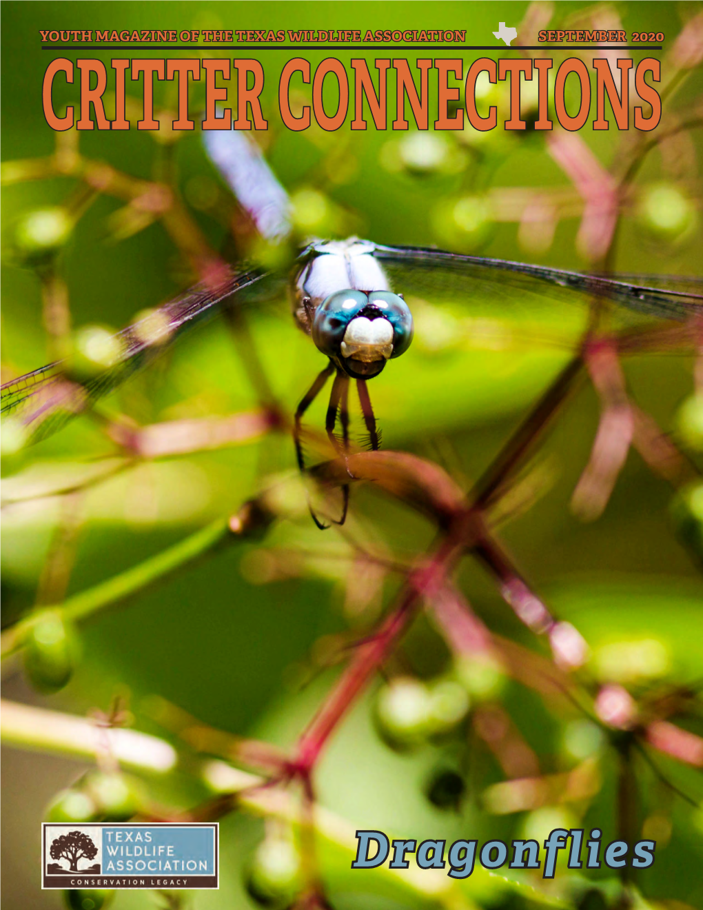 Dragonflies Cattails