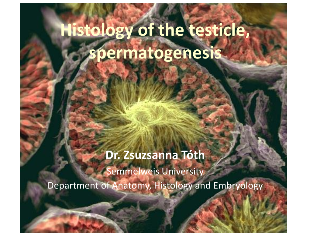 Histology of the Testicle, Spermatogenesis