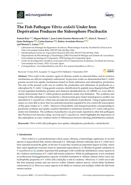 The Fish Pathogen Vibrio Ordalii Under Iron Deprivation Produces the Siderophore Piscibactin