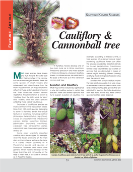 Cauliflory & Cannonball Tree