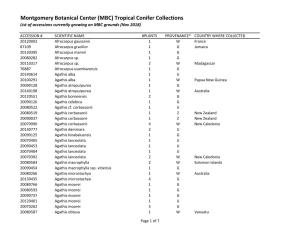 Montgomery Botanical Center (MBC) Tropical Conifer Collections List of Accessions Currently Growing on MBC Grounds (Nov 2018)