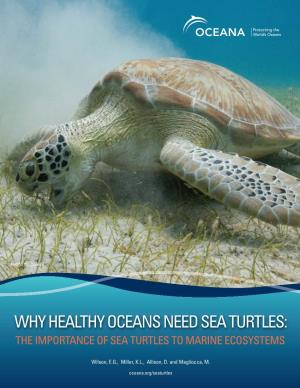 Sea Turtles : the Importance of Sea Turtles to Marine Ecosystems