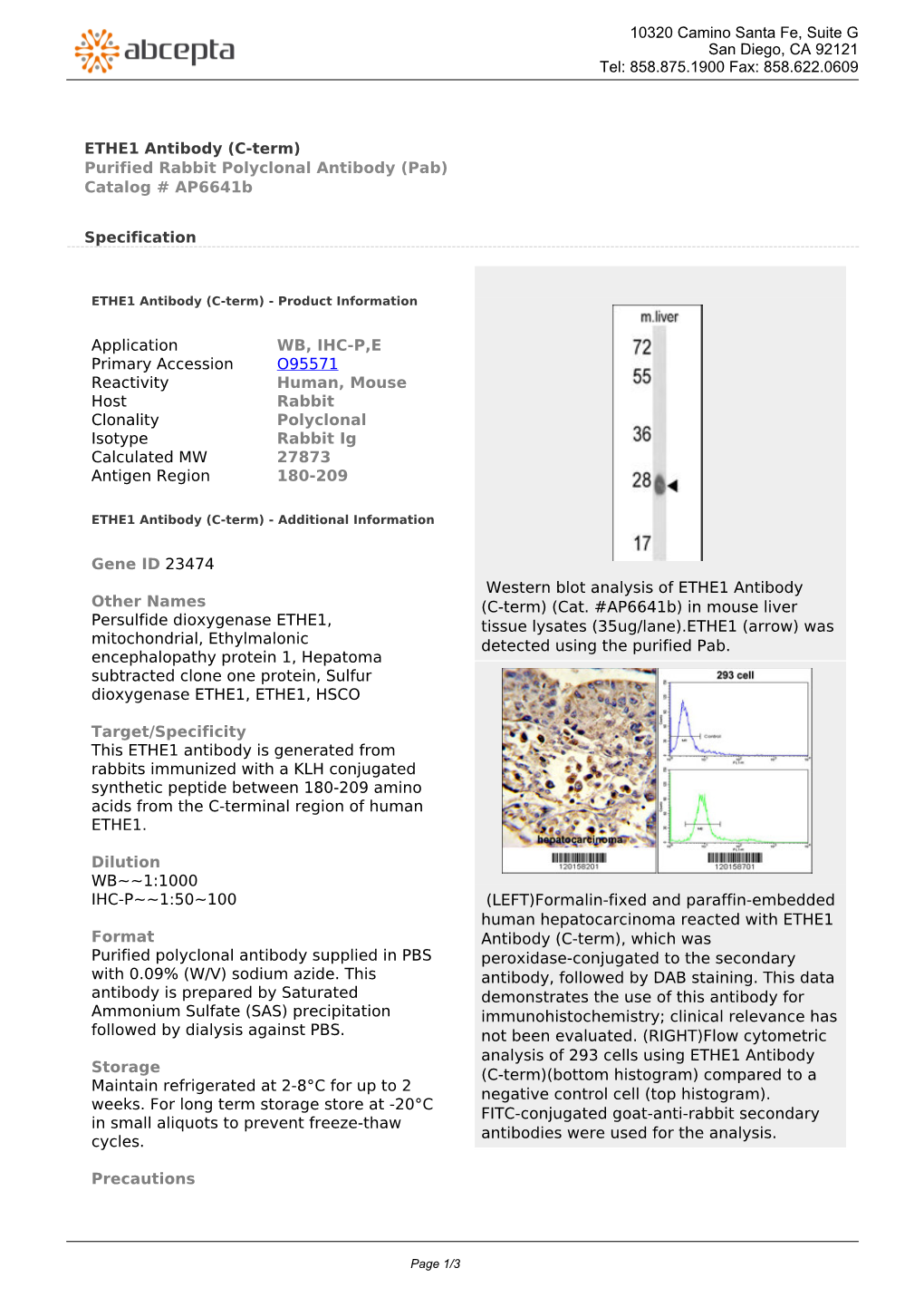 ETHE1 Antibody (C-Term) Purified Rabbit Polyclonal Antibody (Pab) Catalog # Ap6641b