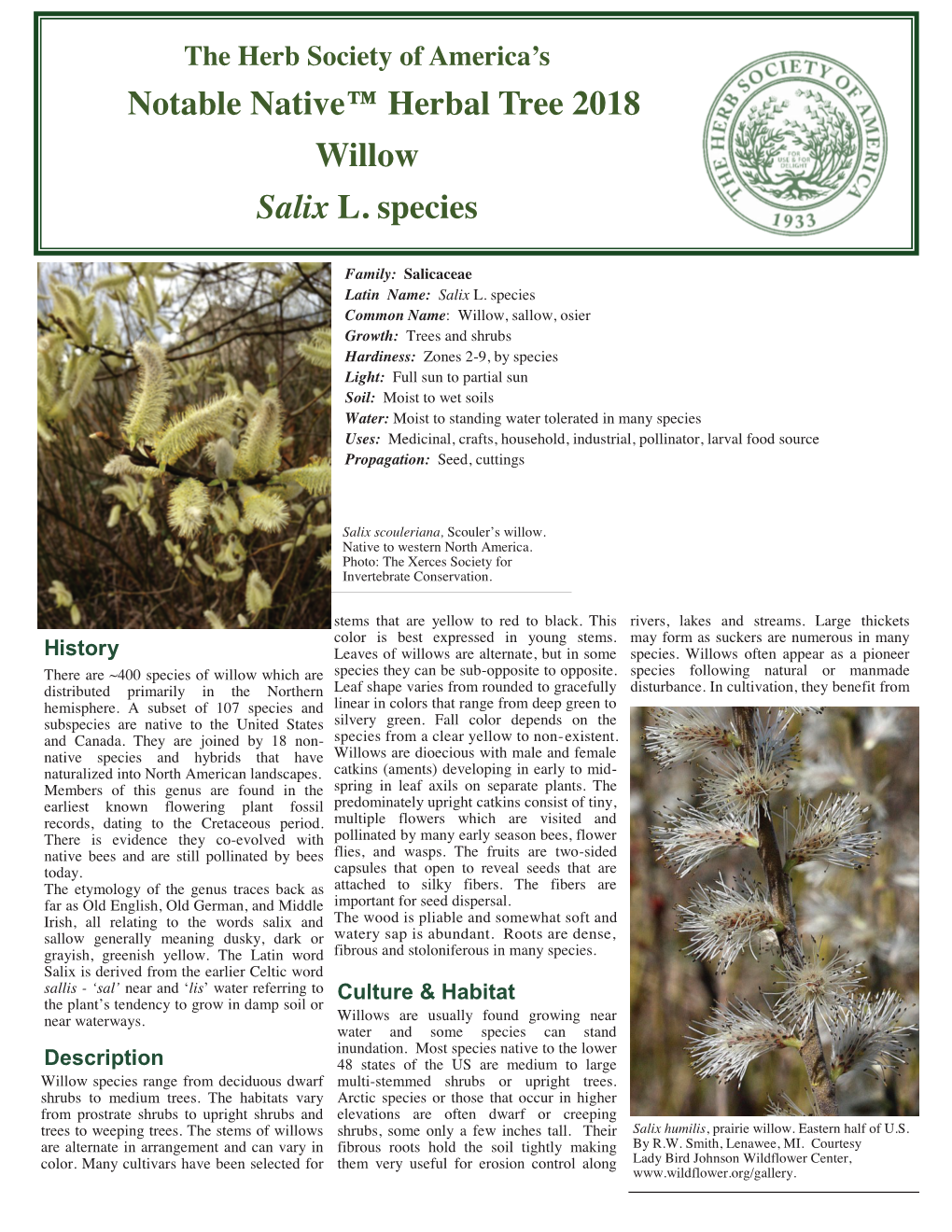 Notable Native™ Herbal Tree 2018 Willow Salix L. Species