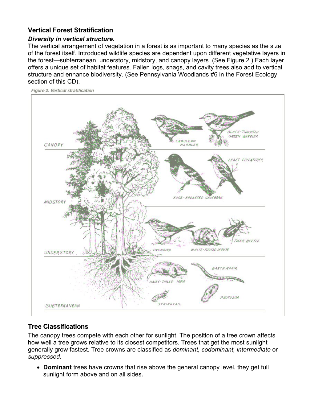 Vertical Forest Stratification Diversity in Vertical Structure