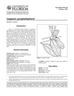 Capparis Cynophallophora1