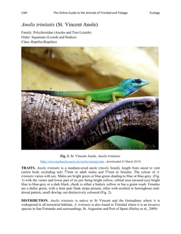 Anolis Trinitatis (St. Vincent Anole) Family: Polychrotidae (Anoles and Tree Lizards) Order: Squamata (Lizards and Snakes) Class: Reptilia (Reptiles)