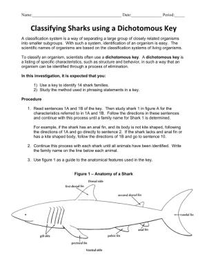 Classifying Sharks Using a Dichotomous Key