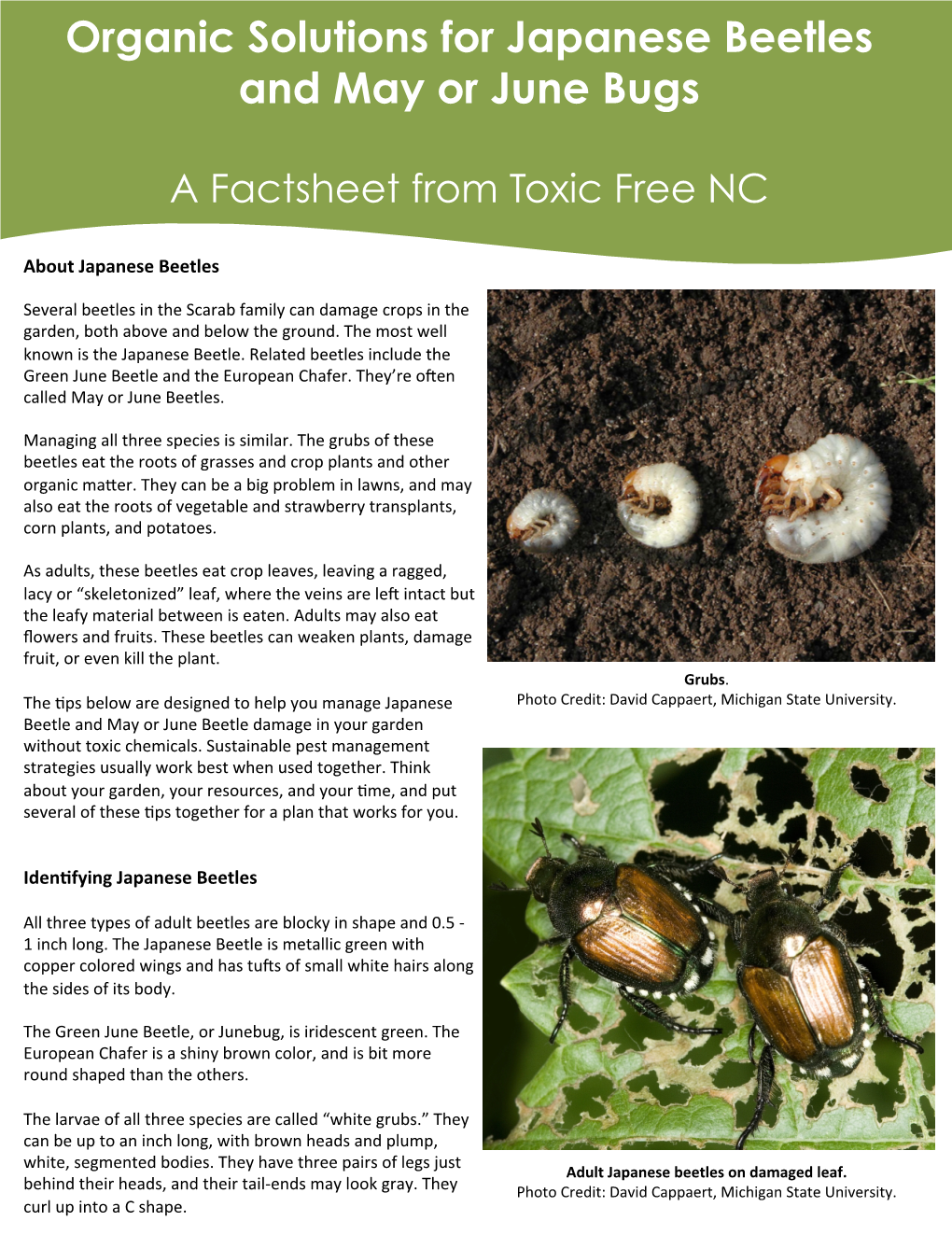 Organic Solutions for Japanese Beetles and May Or June Bugs