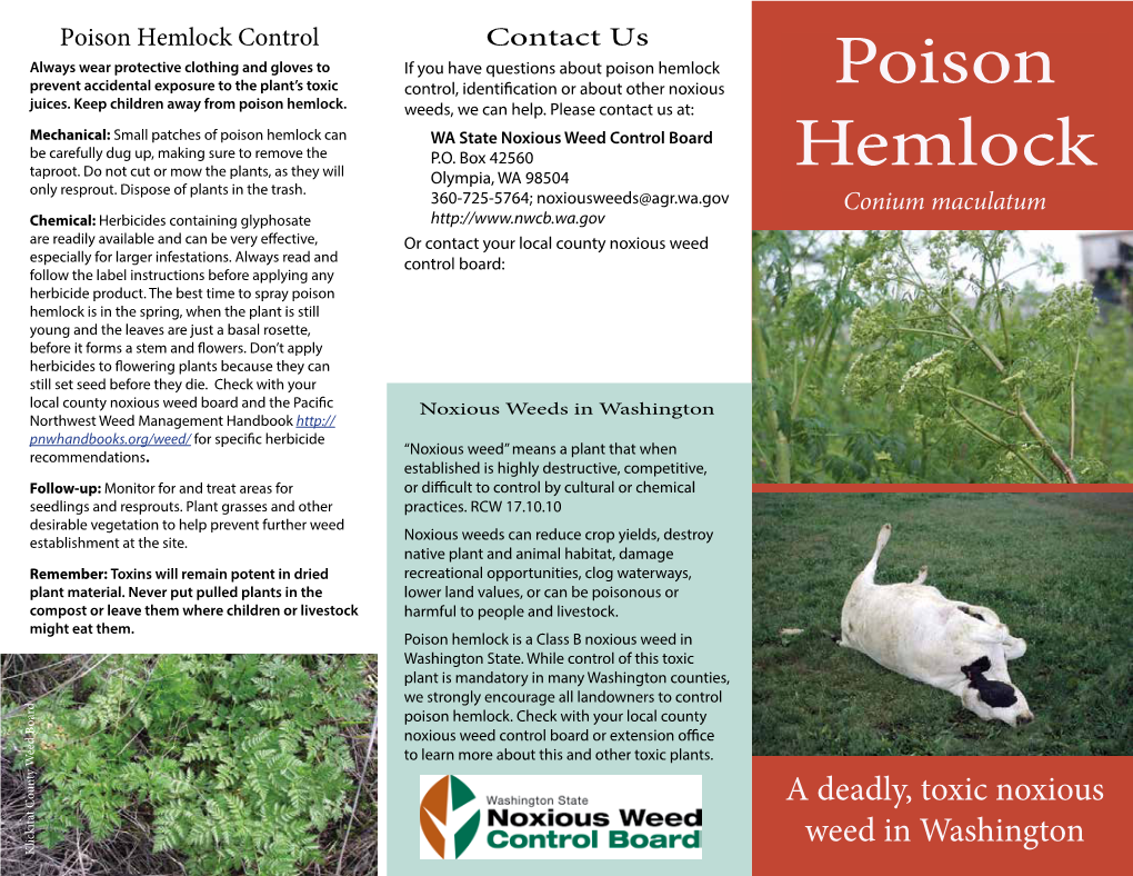 Poison Hemlock