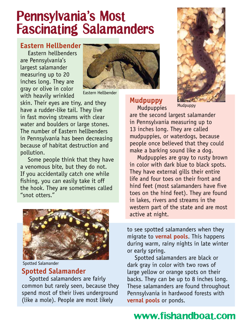Pennsylvania's Most Fascinating Salamanders