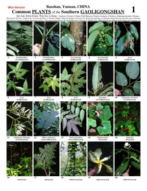 Common PLANTS of the Southern GAOLIGONGSHAN