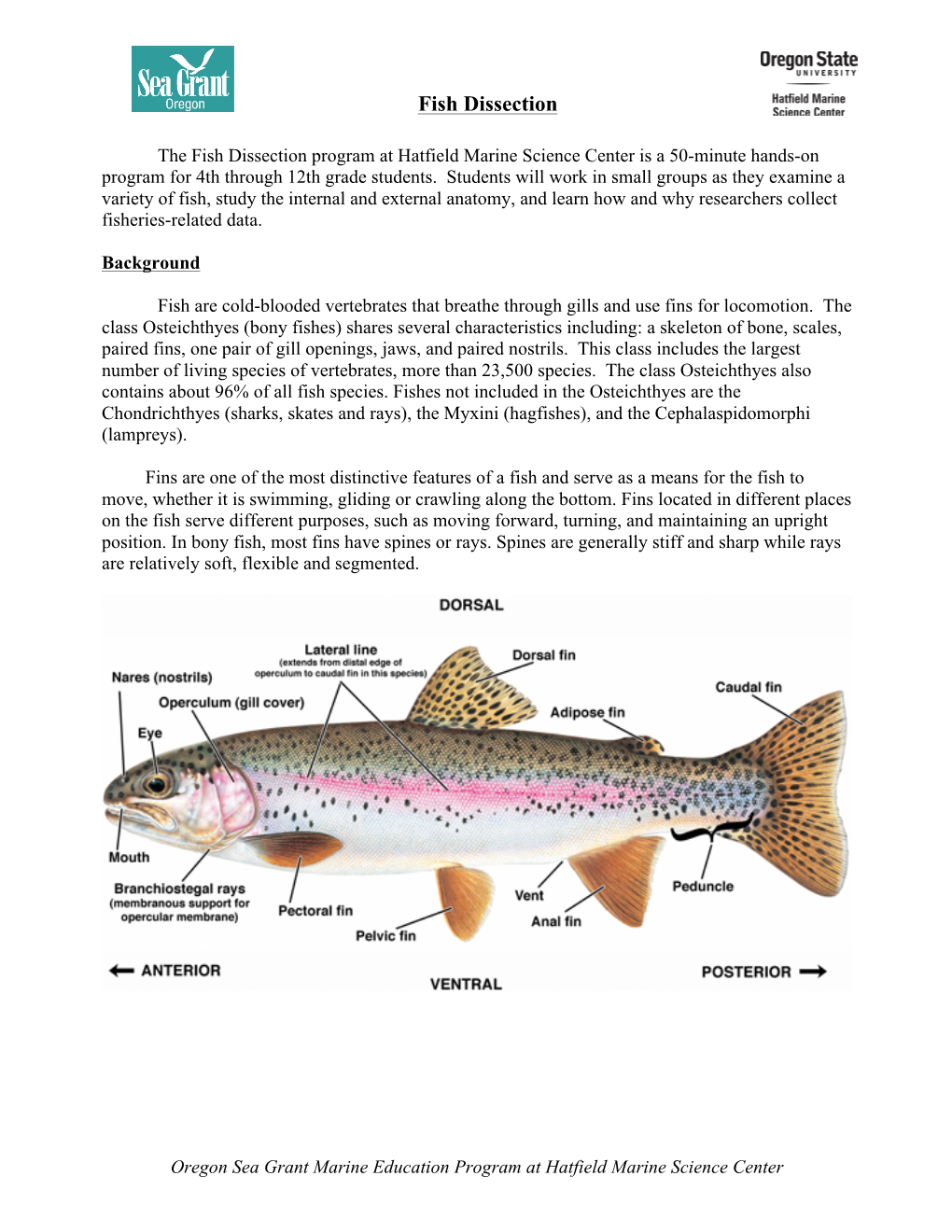 Fish Dissection