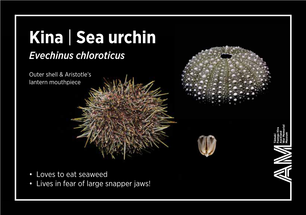 Kina | Sea Urchin Evechinus Chloroticus