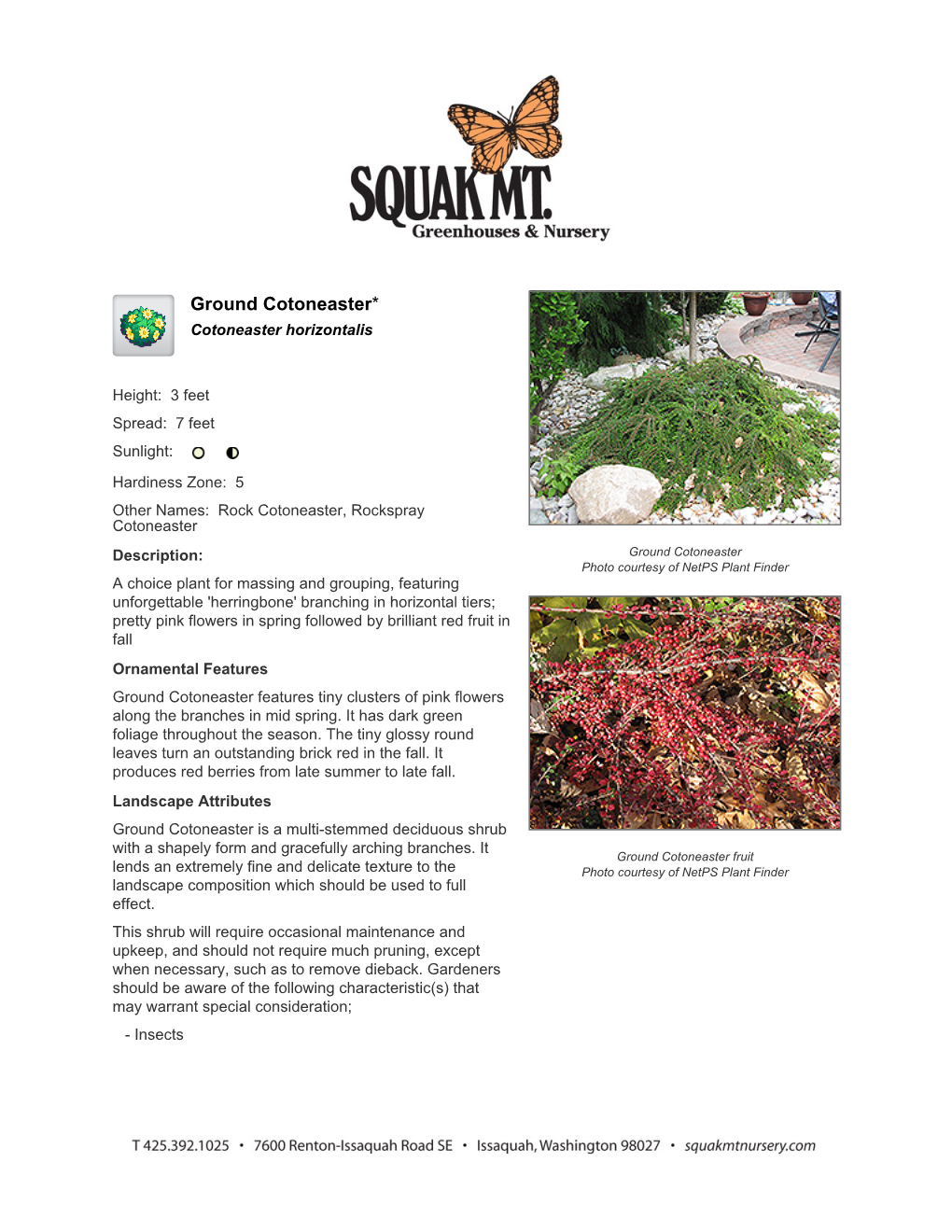 Squak Mountain Nursery Ground Cotoneaster