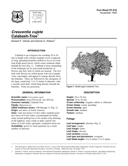 Crescentia Cujete Calabash-Tree1 Edward F