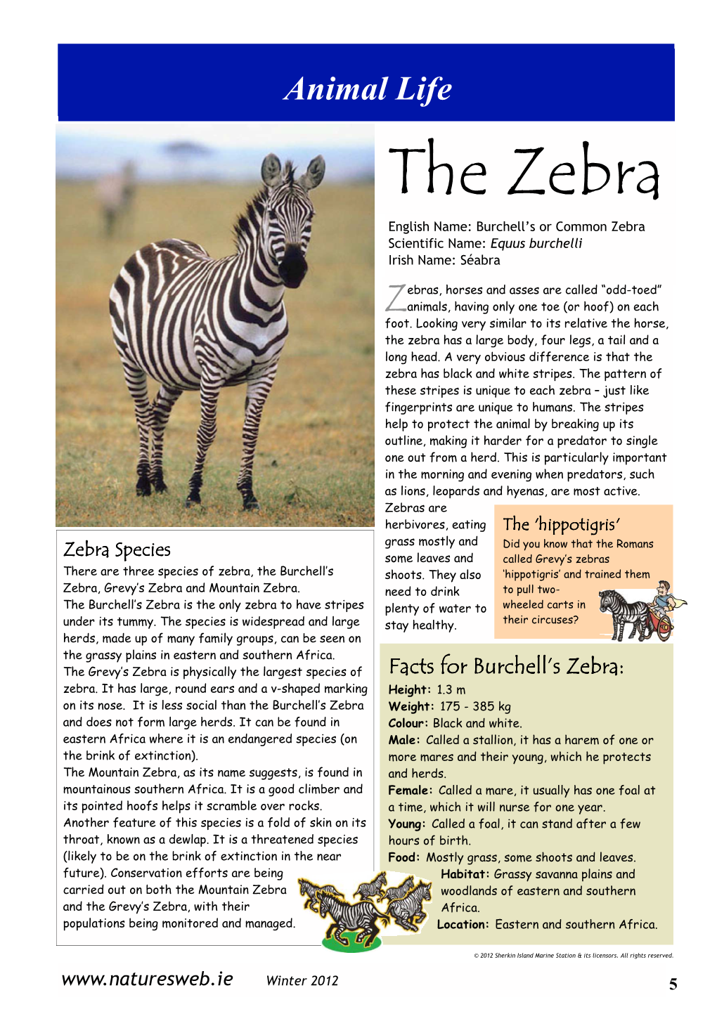 The Zebra English Name: Burchell’S Or Common Zebra Scientific Name: Equus Burchelli Irish Name: Séabra