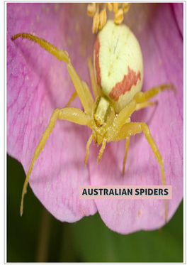 Common Australian Spiders