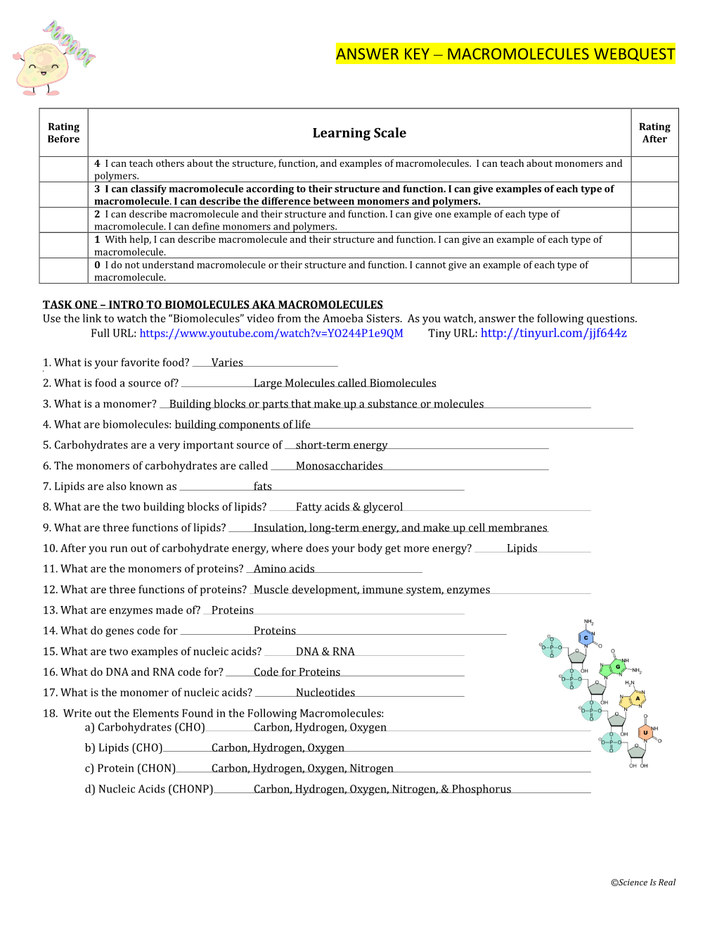 Answer Key – Macromolecules Webquest