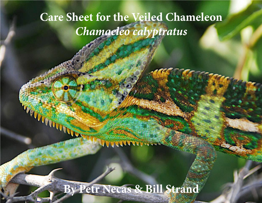 Care Sheet for the Veiled Chameleon Chamaeleo Calyptratus by Petr