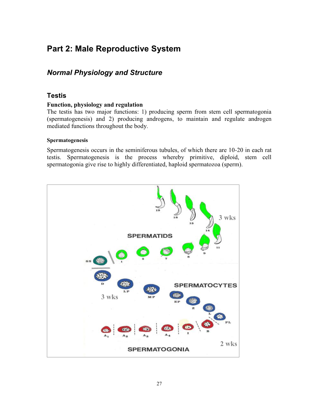 Part 2: Male Reproductive System Normal Physiology and Structure