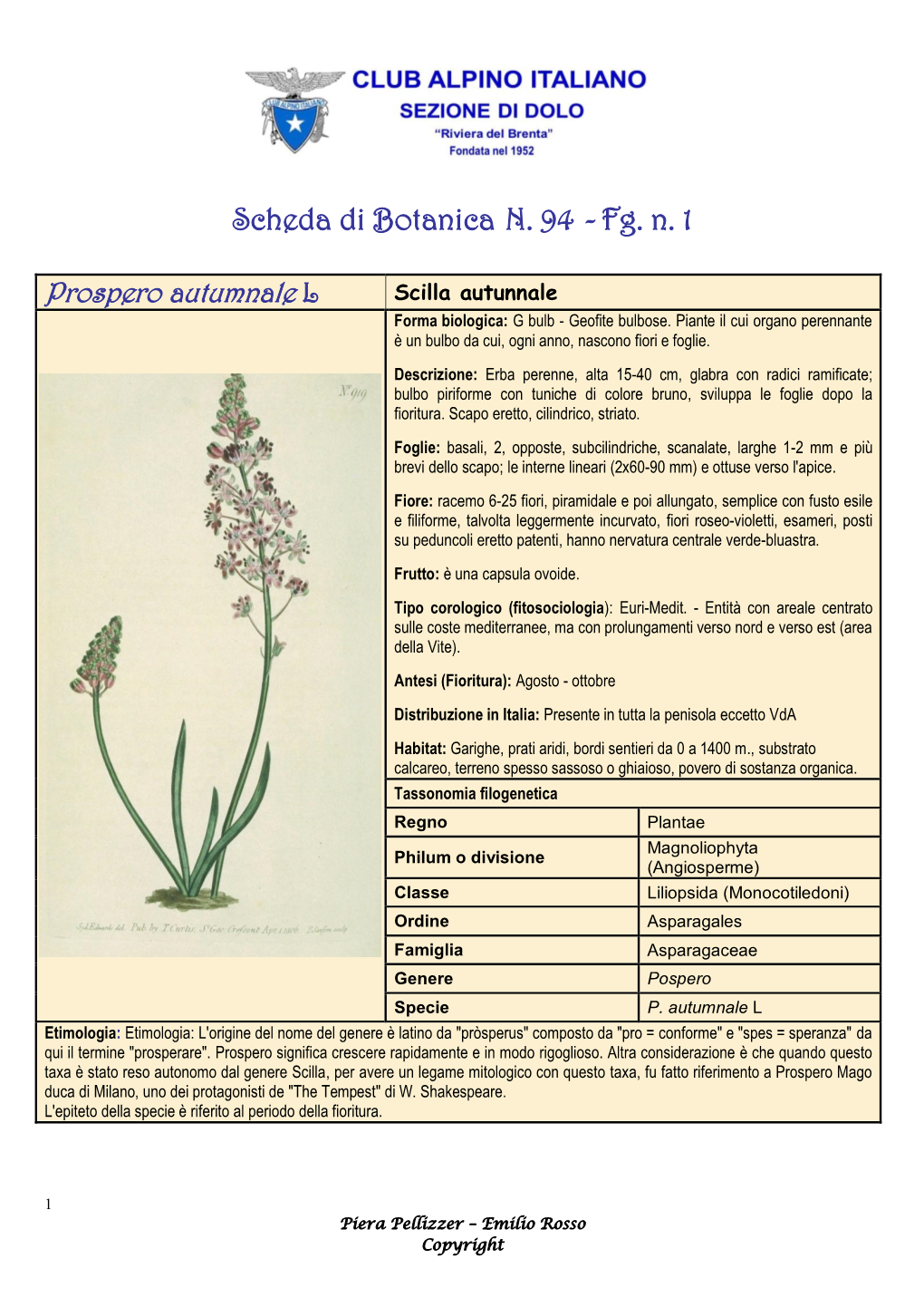 Scheda Di Botanica N.94 Prospero Autunnale – Piera Pellizzer, Emilio Rosso