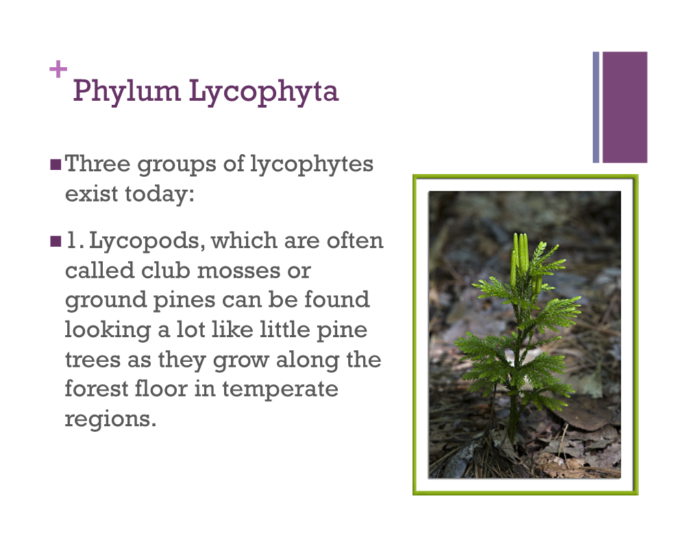 Seedless Vascular Plants