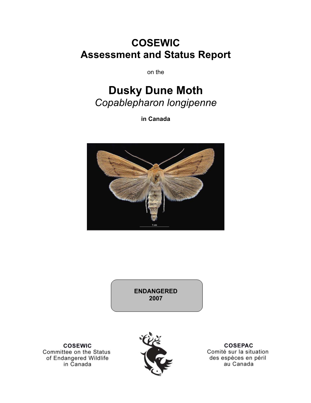 Dusky Dune Moth (Copablepharon Longipenne) in Canada, Prepared Under Contract with Environment Canada