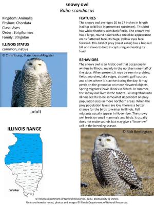 Snowy Owl Bubo Scandiacus ILLINOIS RANGE Adult