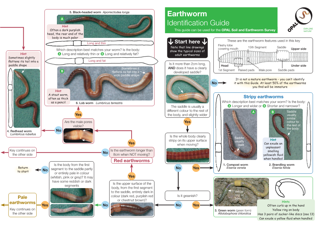 Earthworm Identification Guide DocsLib